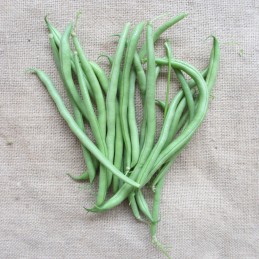 Haricots verts à rames