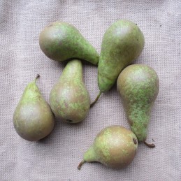 Poires Conférence BIO