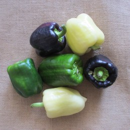 Petits Poivrons fin de saison