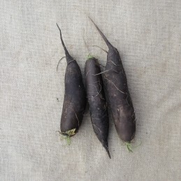 Radis noir