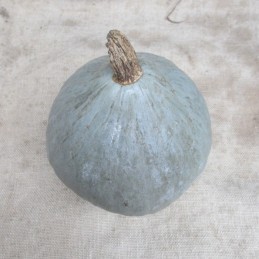 Potimarron bleu