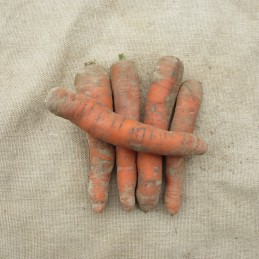 Carottes (Fin de saison ne...