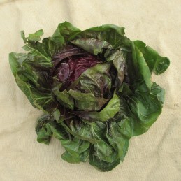 Salade Trévise