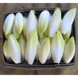Carton 5kg Endives de...