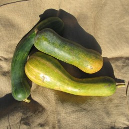 Courge Longue de Nice