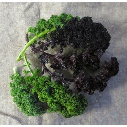 Chou Kale vert et violet