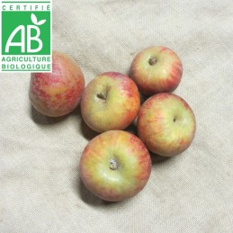 Pommes Suntan BIO