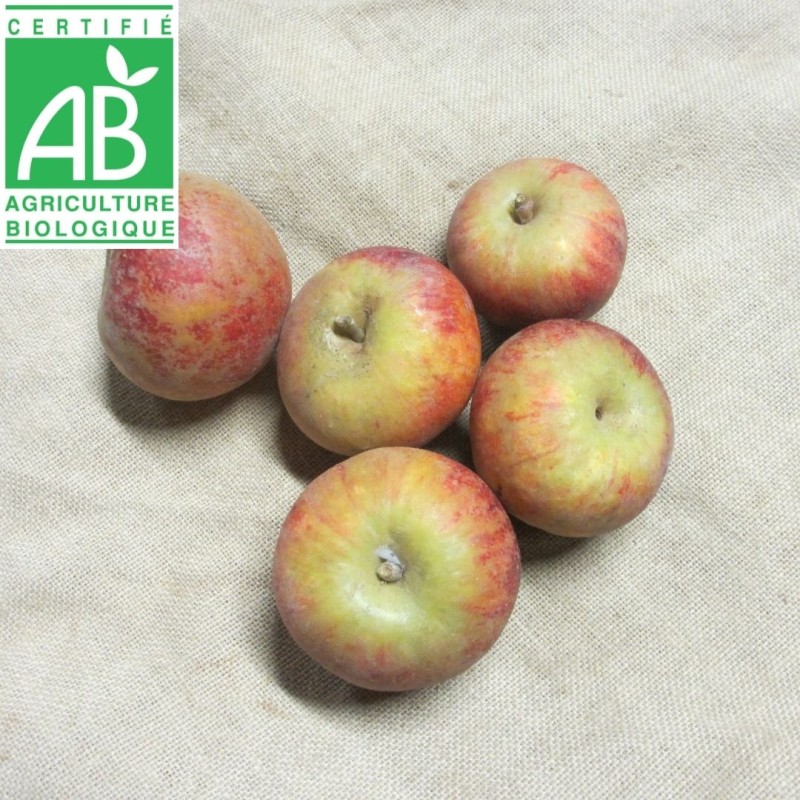 Pommes Suntan BIO