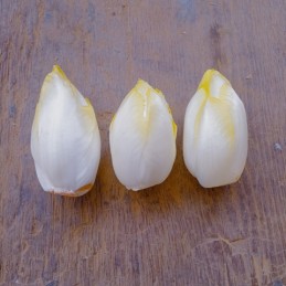 Endives de pleine terre