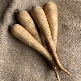 Panais