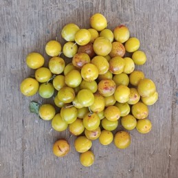 Mirabelles