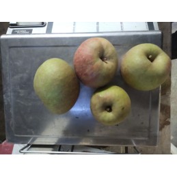 Pommes Belle de Boskoop
