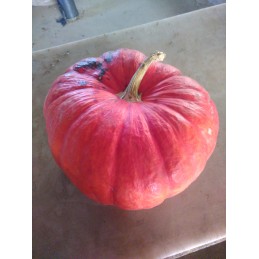 Potiron entier rouge vif...