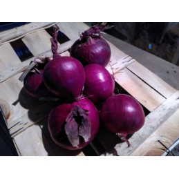 Oignons rouges