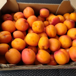 Abricots 5kg ce sont des...
