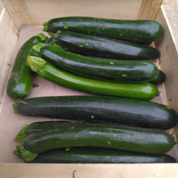 Courgettes - 3kg