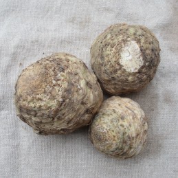 Petit céleri rave