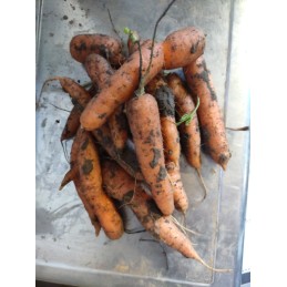 Carottes nouvelles sans fanes