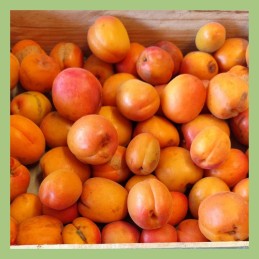 Abricots ce sont des 2ème...