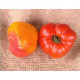 Tomates Coeur de boeuf...