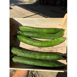 Lot 5 concombres