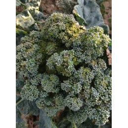 Brocoli déclassé aspect