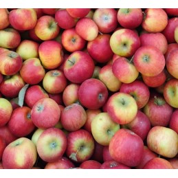 Pommes Pirouette