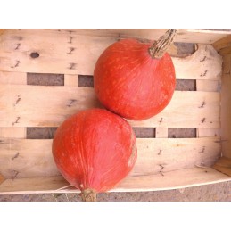 Lot de 2 Potimarrons