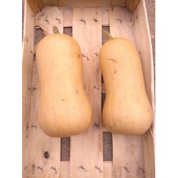 Lot de 2 Butternuts