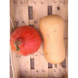 Lot de 1Butternut et 1...