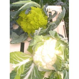 Lot 1chou fleur /1romanesco