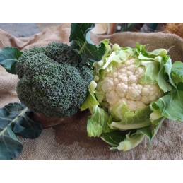 Lot 1chou fleur / 1 chou...