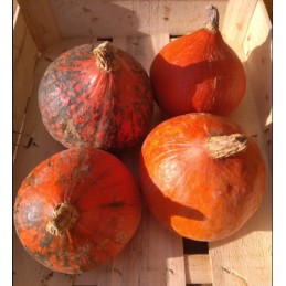 Lot de 4 petits Potimarrons