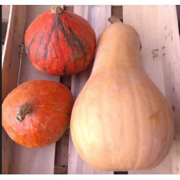Lot de 1Butternut et 2...