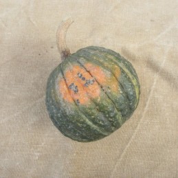 Moyenne Courge Shiatsu dit...