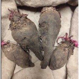 Betteraves rouges crues...