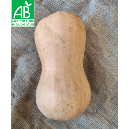 Butternut bio
