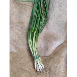 oignons blancs avec fanes