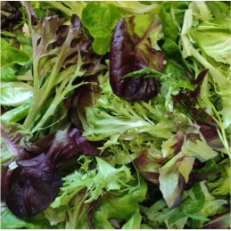 Mesclun de Salanova®