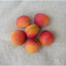 Abricots 5kg CAT 1