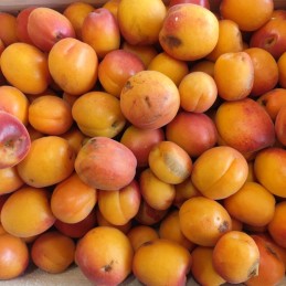 Abricots 5kg Cat 2