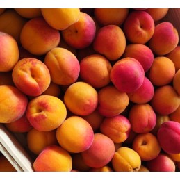 Abricots 5kg CAT 1