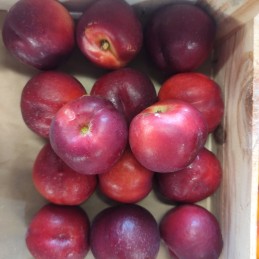 Nectarines
