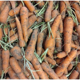 500g de Carottes NOUVELLES...