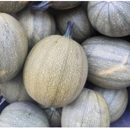 Courge Spaghetti