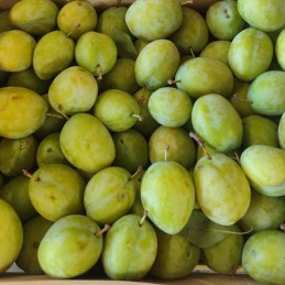 Prunes vertes