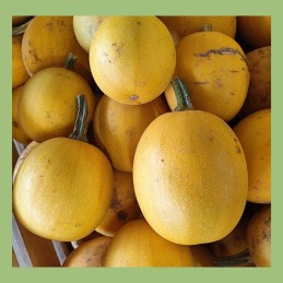 Courge Spaghetti