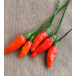 Piment Thai