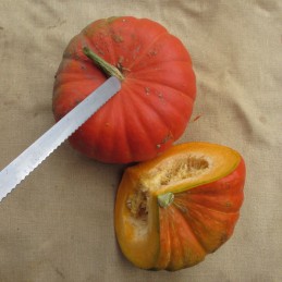 Potiron rouge vif d'etampes