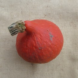 Petit Potimarron